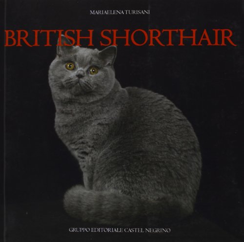 British shorthair