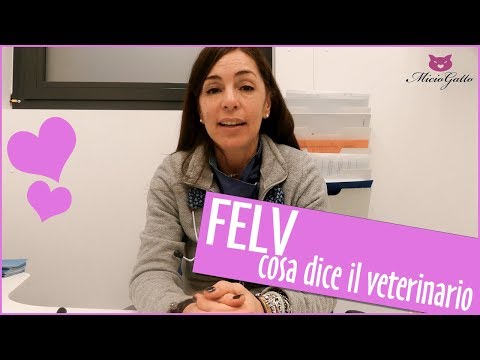 🚑 FeLV o leucemia felina: cosa dice il veterinario 🚑