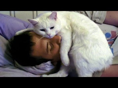 CUTE CATS MORNING CALL THEIR OWNER | Top Funny Cat Compilation