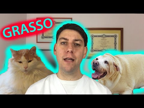 Il tuo cane e il tuo gatto sono GRASSI?