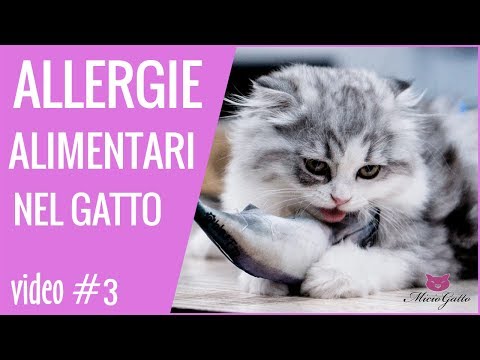 Allergia alimentare nel gatto: cosa dice il veterinario! - 3 parte!