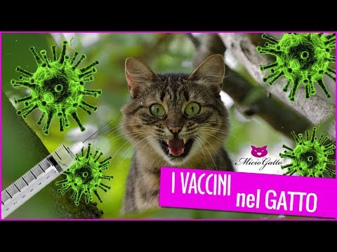 💉 Tutto sui vaccini nel gatto, spiegato dal veterinario 💉