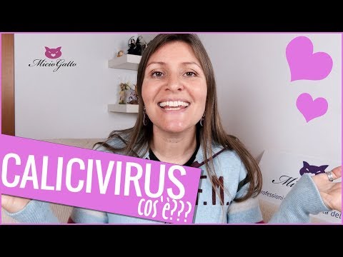 Calicivirus felino: che cos&#039;è?? 💀💀💀