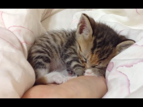 Kittens Sleeping in Hands