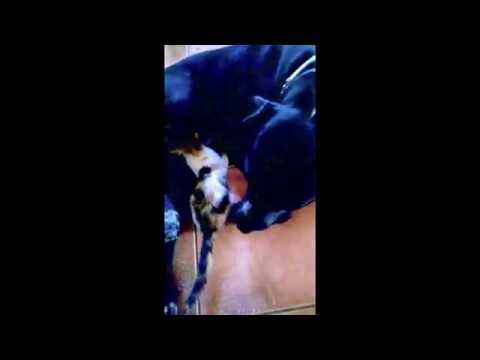 Pitbull allatta gattino trovatello - Voglio essere cane