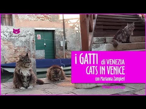 🐱 I gatti di Venezia per il progetto Cats in Venice ❤