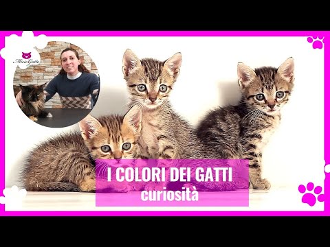 I colori del gatto, quali sono e come si creano