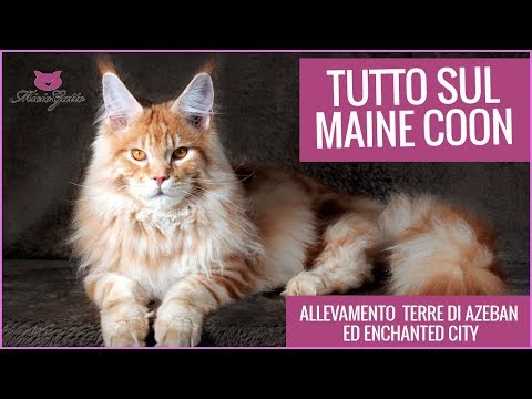 Maine coon: tutto sul gatto gigante!