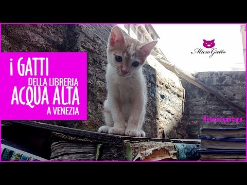 😍 I gatti della Libreria Acqua Alta di Venezia 😍