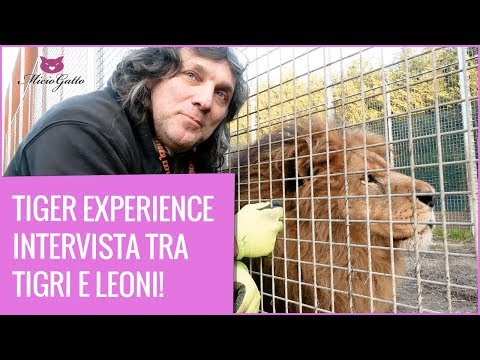 🐯 TIGER EXPERIENCE 🐯 Il parco dei grandi felini! Intervista a Gianni Mattiolo