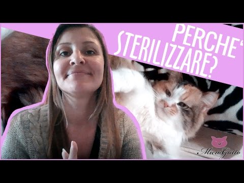 ❤ STERILIZZAZIONE gatta e ❤ CASTRAZIONE gatto: perché farlo??