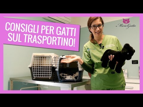 Viaggiare col gatto: i consigli del veterinario sul trasportino 🛫