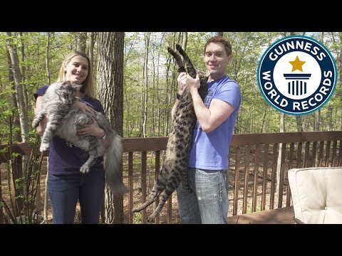 Tallest cat and longest tail ever! - Guinness World Records