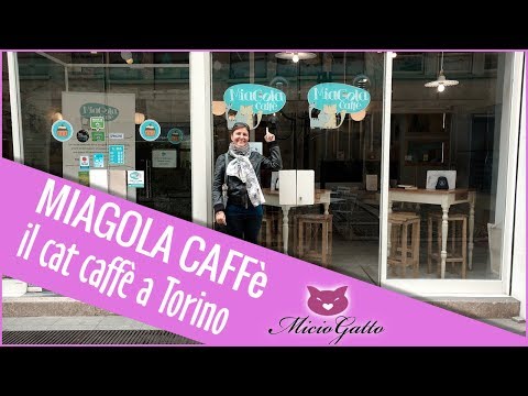 Miagola caffé: il bar dei gatti a Torino