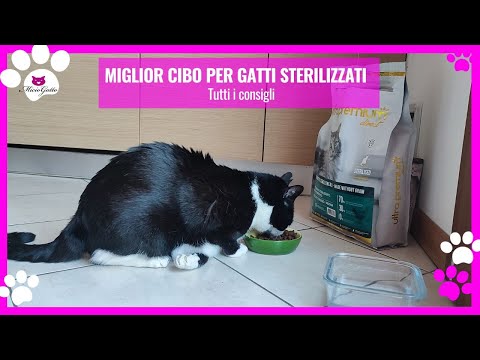 Miglior cibo per gatti sterilizzati, come scegliere?