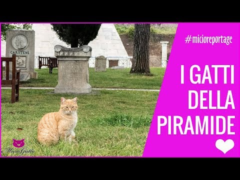 I gatti della Piramide: bellissima colonia felina a Roma