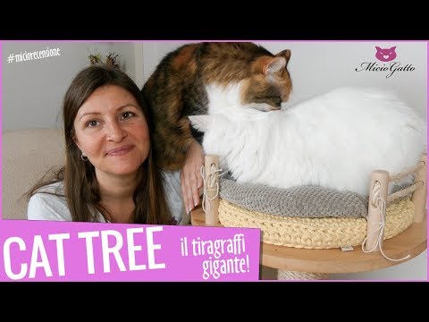 😻 Cat tree, il tiragraffi gigante! recensione 😻