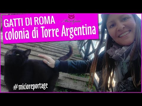 Gatti di Roma: scopri la colonia di Largo di Torre Argentina