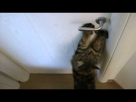 Diego, il gatto che apre le porte! Cat opens the doors