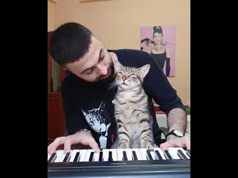 Good Morning 🐈🎹😊