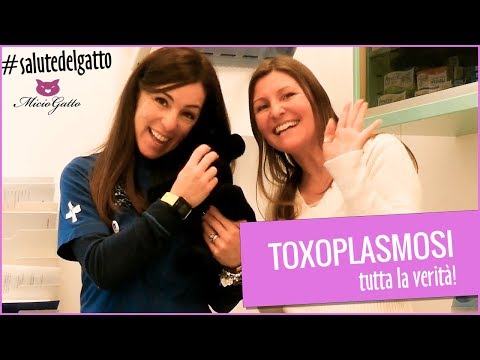 Toxoplasmosi gravidanza e gatto qual&#039;è la verità?