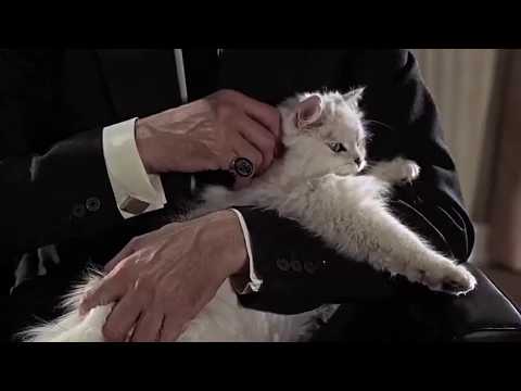 All James Bond Cat Close Ups in Chronological Order