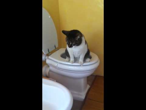BERNIE AL BAGNO - SFIGATTO / BERNIE THE CAT PEEING IN MY TOILET