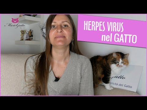 Herpes virus nel gatto: ❤ cosa dice il Veterinario