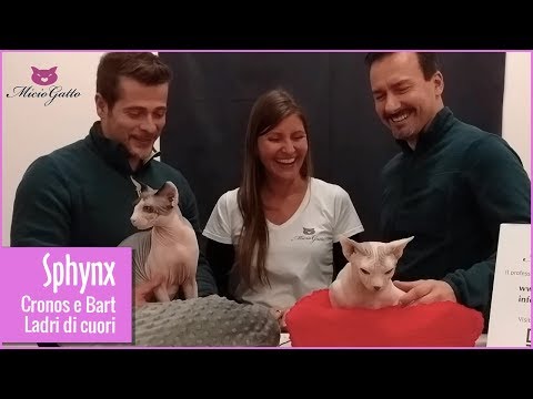 Sphynx, il gatto nudo: Cronos e Bart ❤😺