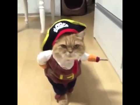 Un buffo gatto - Capitano Uncino