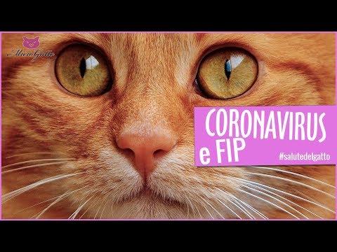 Coronavirus e FIP: il veterinario spiega questa inesorabile malattia 💀