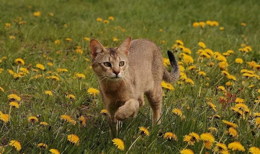 Gatto Chausie