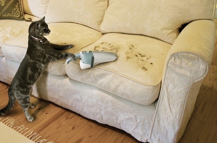 Se ho un gatto, è meglio scegliere un divano in ecopelle o in tessuto? -  Quora
