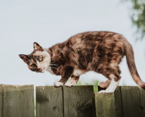 colori manto gatto