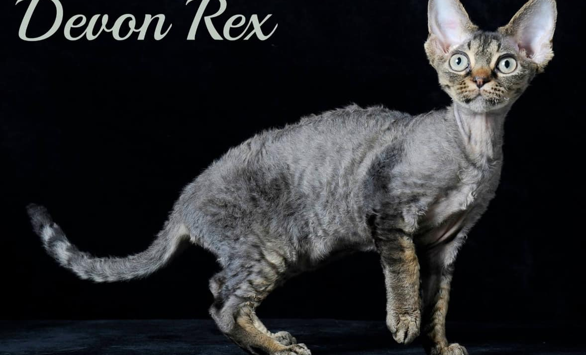 Gatto Devon Rex - foto di Francesco Spadafora