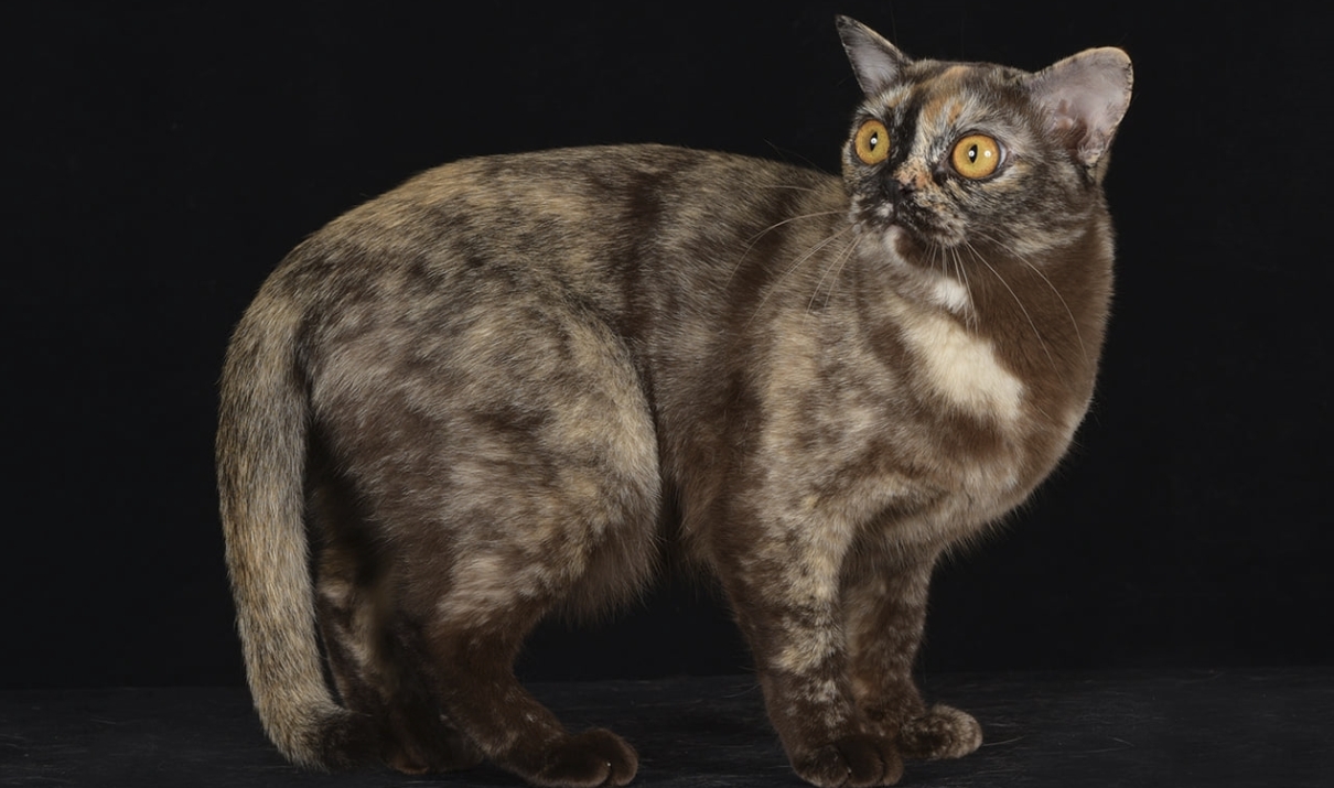 gatto burmese foto di francesco spadafora