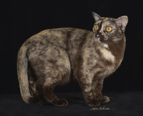 gatto burmese foto di francesco spadafora
