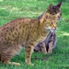 Gatto Ocicat