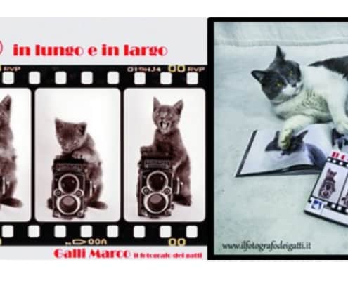 Libro fotografico Il gatto in lungo e in largo di Marco Galli