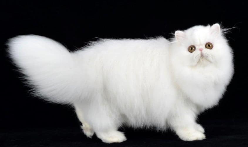 Gatto persiano bianco