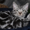 American shorthair blotched tabby