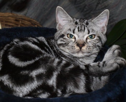 American shorthair blotched tabby