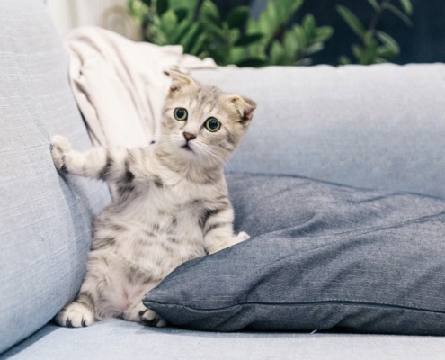 come evitare che il gatto graffi il divano