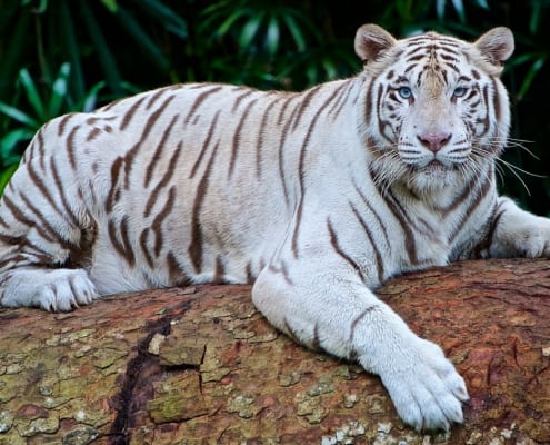 tigre bianca