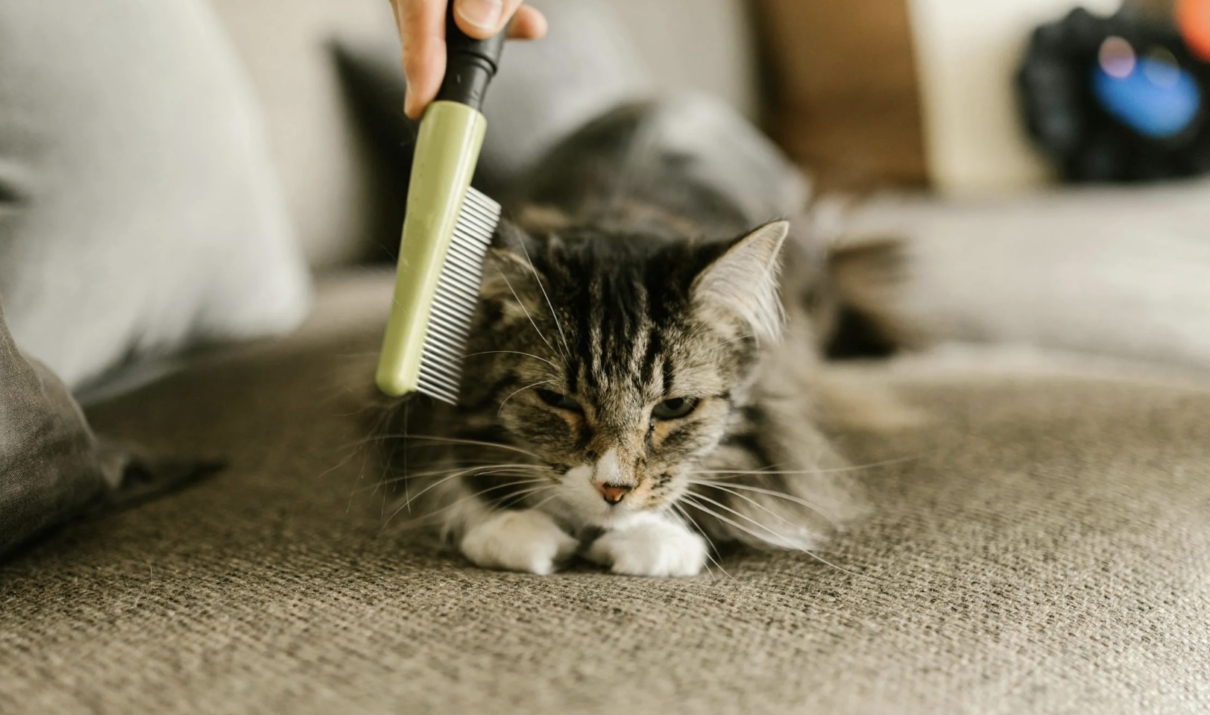 spazzolare il gatto