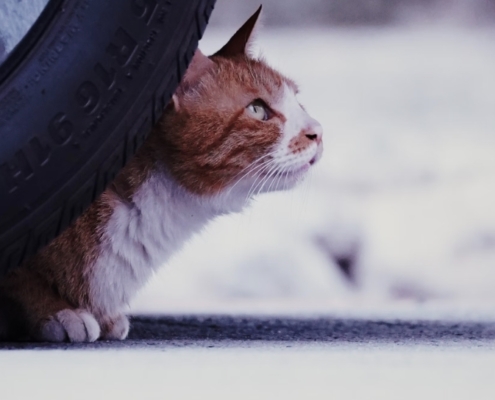 viaggiare con il gatto in auto