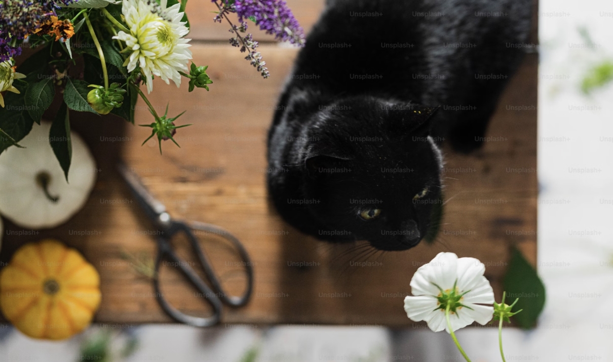 piante tossiche velenose per i gatti