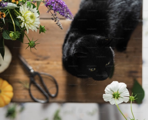 piante tossiche velenose per i gatti