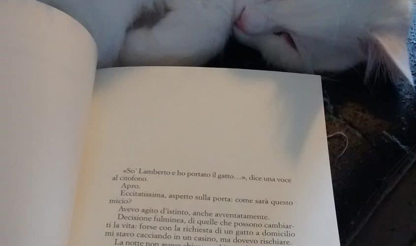 I migliori romanzi sui gatti: consigli su libri a tema gatto