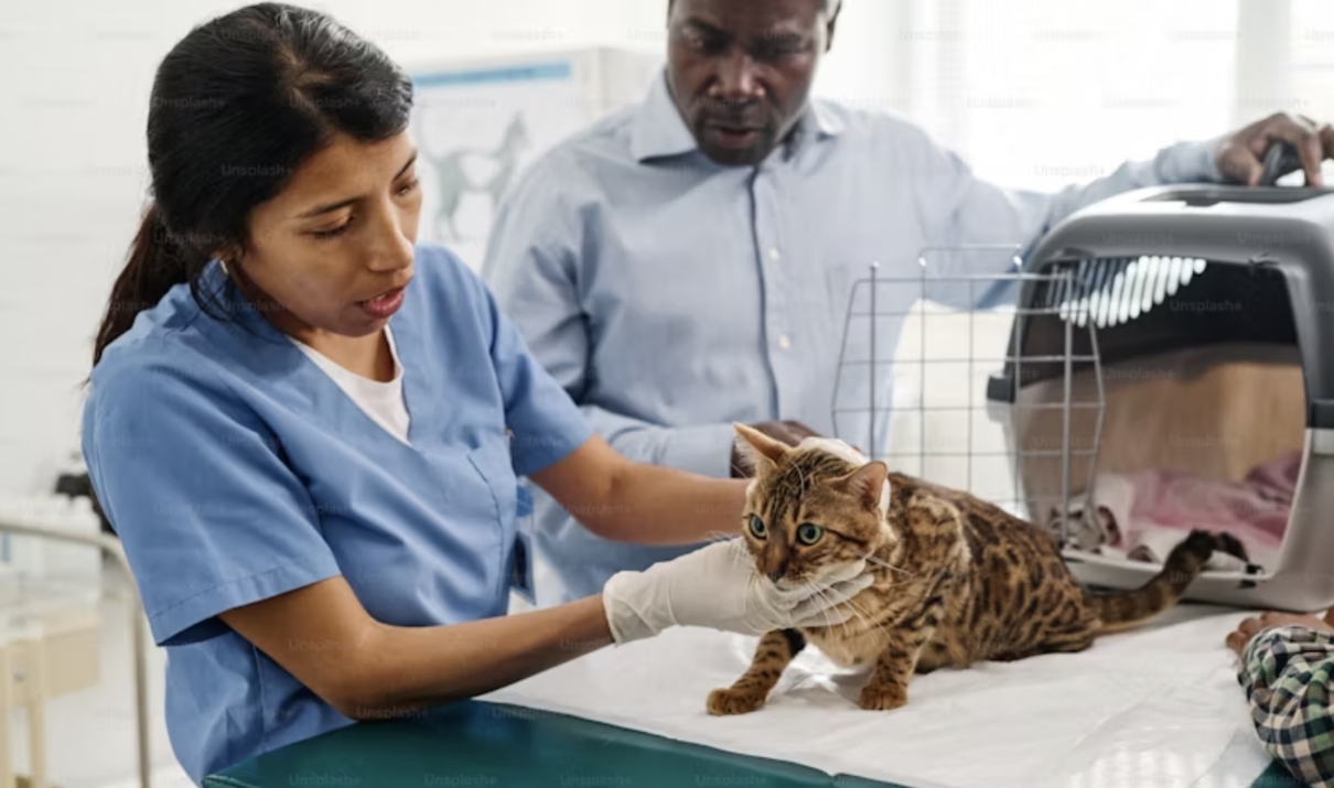 veterinario comportamentalista gatto
